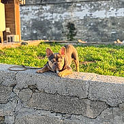 Milo is registered to the contest to win money with this photo: dog, french_bulldog, puppy, pet, animal, outdoor, grass, stone_wall, brickwork, leash, standing, crouching, bat_ears, wrinkled_face, short_snout, brown_coat, black_coat, sunlight, portrait, architecture