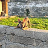 dog, french_bulldog, puppy, pet, animal, outdoor, grass, stone_wall, brickwork, leash, standing, crouching, bat_ears, wrinkled_face, short_snout, brown_coat, black_coat, sunlight, portrait, architecture
