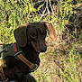 alert, animal, brown, canine, dachshund, daylight, dog, forest, fur, grass, greenery, harness, leaves, nature, outdoor, pet, rock, shade, small_dog, sunlight