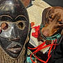 dog, dachshund, pet, animal, mask, tribal_mask, wood, carved, blanket, indoor, leash, harness, brown_dog, closeup, hand, toy, red, curious, face, texture
