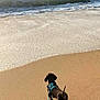 dog, dachshund, beach, sand, ocean, waves, leash, harness, sunlight, paw_prints, outdoor, pet, water, shore, animal, walking, summer, nature, vacation, seaside