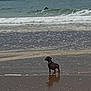 dog, beach, water, sand, ocean, wave, surfing, surfer, reflection, sky, sea, shore, animal, outdoor, nature, pet, small_dog, wet_sand, solitude, landscape