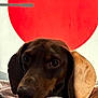 animal, background, blanket, brown, close_up, cozy, cute, dachshund, dog, ears, expression, face, fur, indoors, pet, portrait, red_circle, resting, snout, soft_light