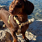 Yumi a rejoint le concours — aidez-le/la à gagner de superbes lots ! animal, brown, canine, closeup, dachshund, daylight, dog, ears, harness, nature, outdoor, paw, pet, portrait, rock, snout, standing, summer, sunlight, water