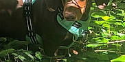 Yumi a rejoint le concours — aidez-le/la à gagner de superbes lots ! dog, brown_dog, harness, greenery, leaves, plants, outdoor, nature, sunlight, shadow, pet, canine, forest_floor, curious, animal, daylight, closeup, mammal, walking, exploring