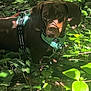 dog, brown_dog, harness, greenery, leaves, plants, outdoor, nature, sunlight, shadow, pet, canine, forest_floor, curious, animal, daylight, closeup, mammal, walking, exploring