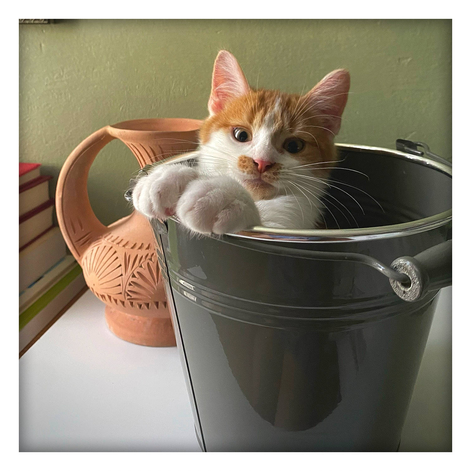 Namasté a rejoint le concours — aidez-le/la à gagner de superbes lots ! bowl, box, carnivore, cat, cat_supply, comfort, domestic_short_haired_cat, felidae, fur, home_appliance, metal, paw, pet_supply, photo_caption, rectangle, room, small_to_medium_sized_cats, tail, whiskers, wood