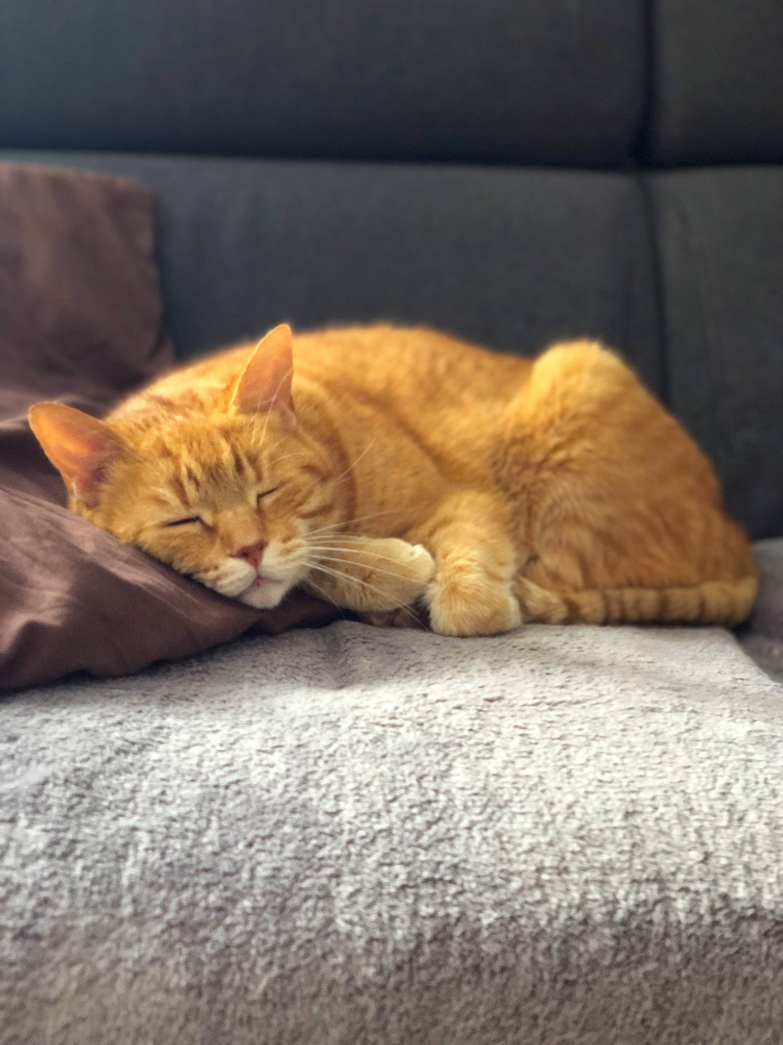 Garfield a rejoint le concours — aidez-le/la à gagner de superbes lots ! carnivore, cat, claw, comfort, domestic_short_haired_cat, eye, fawn, felidae, flooring, fur, human_leg, leg, nap, paw, sky, small_to_medium_sized_cats, tail, terrestrial_animal, whiskers, wood