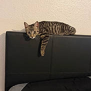 Salem joined the competition — help win amazing prizes! bed, bedroom, black_headboard, cat, curious, feline, fur, headboard, home, indoor, kitten, paw, perched, pet, pet_portrait, relaxed, striped_fur, tabby_cat, wall_texture, wide_eyes