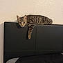 bed, bedroom, black_headboard, cat, curious, feline, fur, headboard, home, indoor, kitten, paw, perched, pet, pet_portrait, relaxed, striped_fur, tabby_cat, wall_texture, wide_eyes
