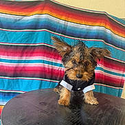 King joined the competition — help win amazing prizes! adorable, animal, black, brown, colorful_blanket, cute, dog, ears, fur, furniture, indoor, looking, pet, portrait, puppy, small_dog, striped_blanket, table, tuxedo, wet_fur