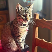 Nala a rejoint le concours — aidez-le/la à gagner de superbes lots ! cat, tabby_cat, pet, animal, indoor, table, chair, collar, bell, fur, whiskers, amber_eyes, curious, seated, red_tablecloth, wooden_furniture, closeup, natural_light, domestic_cat, portrait