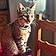 Nala