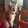 cat, tabby_cat, pet, animal, indoor, table, chair, collar, bell, fur, whiskers, amber_eyes, curious, seated, red_tablecloth, wooden_furniture, closeup, natural_light, domestic_cat, portrait