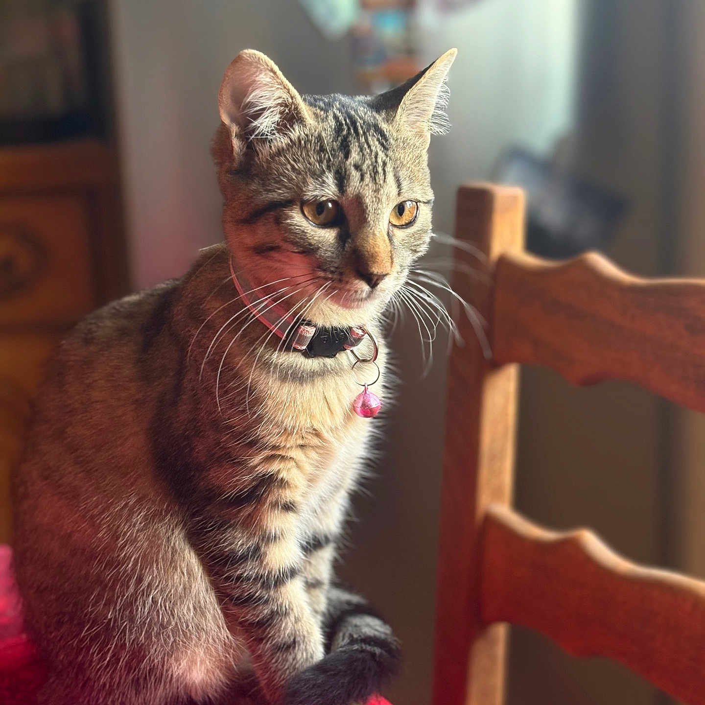 Nala a rejoint le concours — aidez-le/la à gagner de superbes lots ! cat, tabby_cat, pet, animal, indoor, table, chair, collar, bell, fur, whiskers, amber_eyes, curious, seated, red_tablecloth, wooden_furniture, closeup, natural_light, domestic_cat, portrait