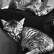 Nala participe au concours pour gagner de l'argent avec cette photo : animal, black_and_white, blanket, cat, close_up, cozy, cute, feline, fur, indoor, kitten, leather, peaceful, pet, resting, sleeping, soft, striped, tabby, two_animals