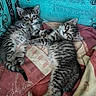 Nala a rejoint le concours — aidez-le/la à gagner de superbes lots ! animal, blanket, cat, cozy, cute, ears, feline, fur, indoor, kitten, lying_down, pet, playful, relaxed, resting, striped, tabby, two_kittens, whiskers, young