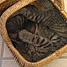Nala participe au concours pour gagner de l'argent avec cette photo : animal, basket, cat, cozy, curled_up, cute, domestic_cat, floor, fur, indoor, kitten, paw, pet, resting, sleeping, small, striped, tabby, tile_floor, woven_basket