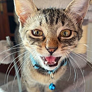 Poopi participe au concours pour gagner de l'argent avec cette photo : cat, kitten, tabby, meowing, blue_collar, bell, whiskers, ears, eyes, pet, indoor, cat_tree, furniture, playful, animal, cute, domestic, mammal, closeup, expression