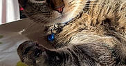 Poopi a rejoint le concours — aidez-le/la à gagner de superbes lots ! blue_bell, cat, close_up, coffee_cup, collar, domestic_animal, feline, green_eyes, indoor, kitchen, morning_light, paw, pet, relaxed, striped_fur, sunlight, tabby, table, tablecloth, whiskers