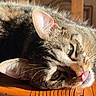 Poopi participe au concours pour gagner de l'argent avec cette photo : animal, cat, close_up, cute, daylight, domestic_animal, ear, feline, fur, green_eyes, indoor, pet, relaxed, resting, sunlight, tabby, texture, tongue_out, whiskers, wooden_surface