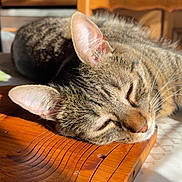 Poopi a rejoint le concours — aidez-le/la à gagner de superbes lots ! animal, cat, chair, closeup, cozy, daylight, domestic_cat, ears, furniture, indoor, kitchen, pet, relaxed, resting, sleeping, sunlight, tabby_cat, table, whiskers, wooden_cutting_board