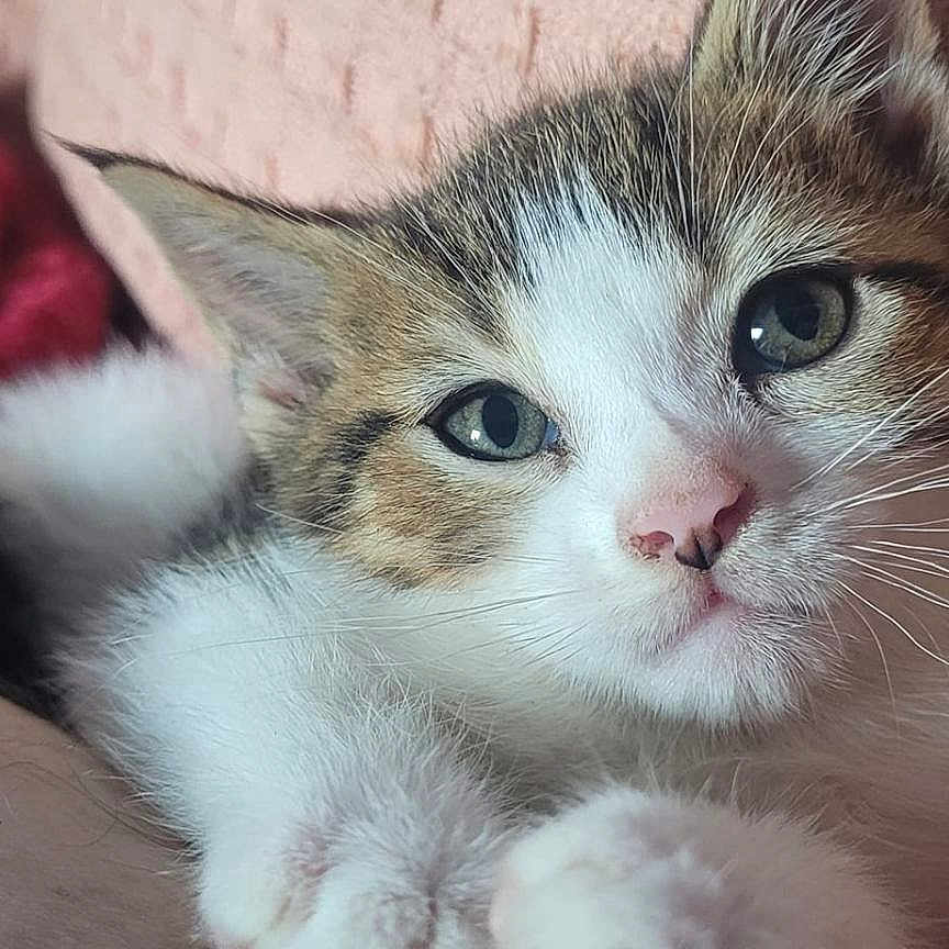 Joe Kool is registered to the contest to win money with this photo: abyssinian, angora, animal, blanket, cat, couch, furniture, kitten, manx, person, pet, siamese, sleeping