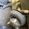 Razzo joined the competition — help win amazing prizes! cat, sleeping, gray_fur, white_fur, pink_nose, paw, toe_beans, whiskers, upside_down, pouch, bag, couch, cushion, indoor, pet, relaxed, funny, close_up, bell, cozy