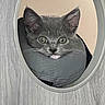 cat, gray_cat, pet, animal, feline, wide_eyes, tongue_out, whiskers, ears, fur, portrait, close_up, peeking, circular_opening, wall, indoor, cushion, cozy, funny, curious