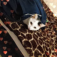 Nala Et Kiara a rejoint le concours — aidez-le/la à gagner de superbes lots ! cat, kitten, white_cat, tabby, pet, animal, blanket, bed, textile, patterned_fabric, heart_effects, portrait, close_up, indoors, cozy, curious, lying_down, green_eyes, fur, photography