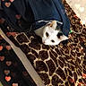 cat, kitten, white_cat, tabby, pet, animal, blanket, bed, textile, patterned_fabric, heart_effects, portrait, close_up, indoors, cozy, curious, lying_down, green_eyes, fur, photography