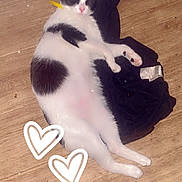 Kiarra participe au concours pour gagner de l'argent avec cette photo : animal, cat, clothing, cream, dessert, envelope, food, footwear, furniture, hardwood, heart, icing, indoors, kitten, manx, person, pet, shoe, sleeping, wood
