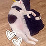 animal, cat, clothing, cream, dessert, envelope, food, footwear, furniture, hardwood, heart, icing, indoors, kitten, manx, person, pet, shoe, sleeping, wood