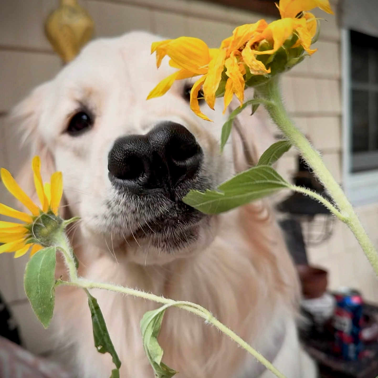 Fern