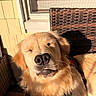 Fern is registered to the contest to win money with this photo: dog, golden_retriever, pet, sleepy, sitting, close_up, floppy_ears, fur, golden_fur, nose, whiskers, harness, colorful_harness, sunlight, outdoor, patio, wicker_chair, window, portrait, relaxed