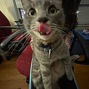 Charlie is registered to the contest to win money with this photo: cat, gray_tabby, tongue_out, indoor, pet, close_up, lap, furniture, window, blinds, person, chair, wooden_floor, collar, keychain, whiskers, playful, domestic_animal, house, evening