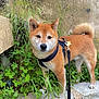 Naïko participe au concours pour gagner de l'argent avec cette photo : dog, shiba_inu, animal, pet, outdoor, greenery, plants, stone_wall, leash, harness, fur, tail, ears, standing, nature, cute, alert, canine, walking, portrait