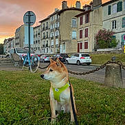 Naïko a rejoint le concours — aidez-le/la à gagner de superbes lots ! dog, grass, harness, leash, street, car, building, sky, sunset, sidewalk, chain, pole, bicycle, urban, outdoor, pet, canine, orange_sky, parked_car, residential_area