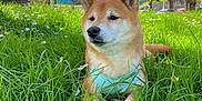 Naïko participe au concours pour gagner de l'argent avec cette photo : dog, shiba_inu, grass, greenery, flowers, outdoor, nature, trees, sky, sunlight, harness, pet, canine, resting, spring, park, animal, daytime, peaceful, meadow