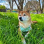 dog, shiba_inu, grass, greenery, flowers, outdoor, nature, trees, sky, sunlight, harness, pet, canine, resting, spring, park, animal, daytime, peaceful, meadow