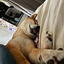 Naïko participe au concours pour gagner de l'argent avec cette photo : dog, sleeping, bed, tongue_out, cozy, indoors, paw, fur, resting, cute, animal, pet, relaxed, canine, blanket, home, comfortable, mammal, cute_animal, napping