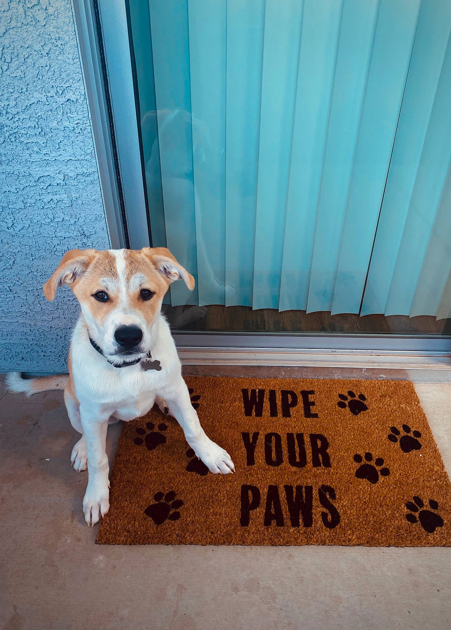 Tyson joined the competition — help win amazing prizes! canidae, carnivore, collar, companion_dog, dog, dog_breed, dog_supply, door, fawn, flooring, font, hardwood, paw, pet_supply, rectangle, snout, sporting_group, tail, wood, working_animal