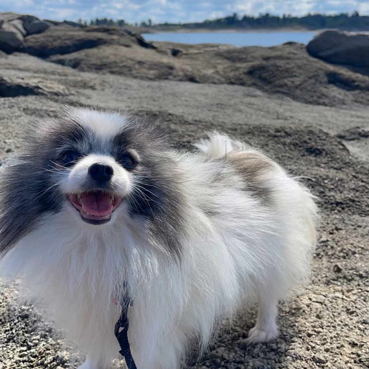 Beli is registered to the contest to win money with this photo: accessories, animal, beach, canine, cloud, coast, cockerspaniel, dog, eskimodog, nature, outdoors, papillon, pet, puppy, rock, sea, shoreline, sky, soil, water