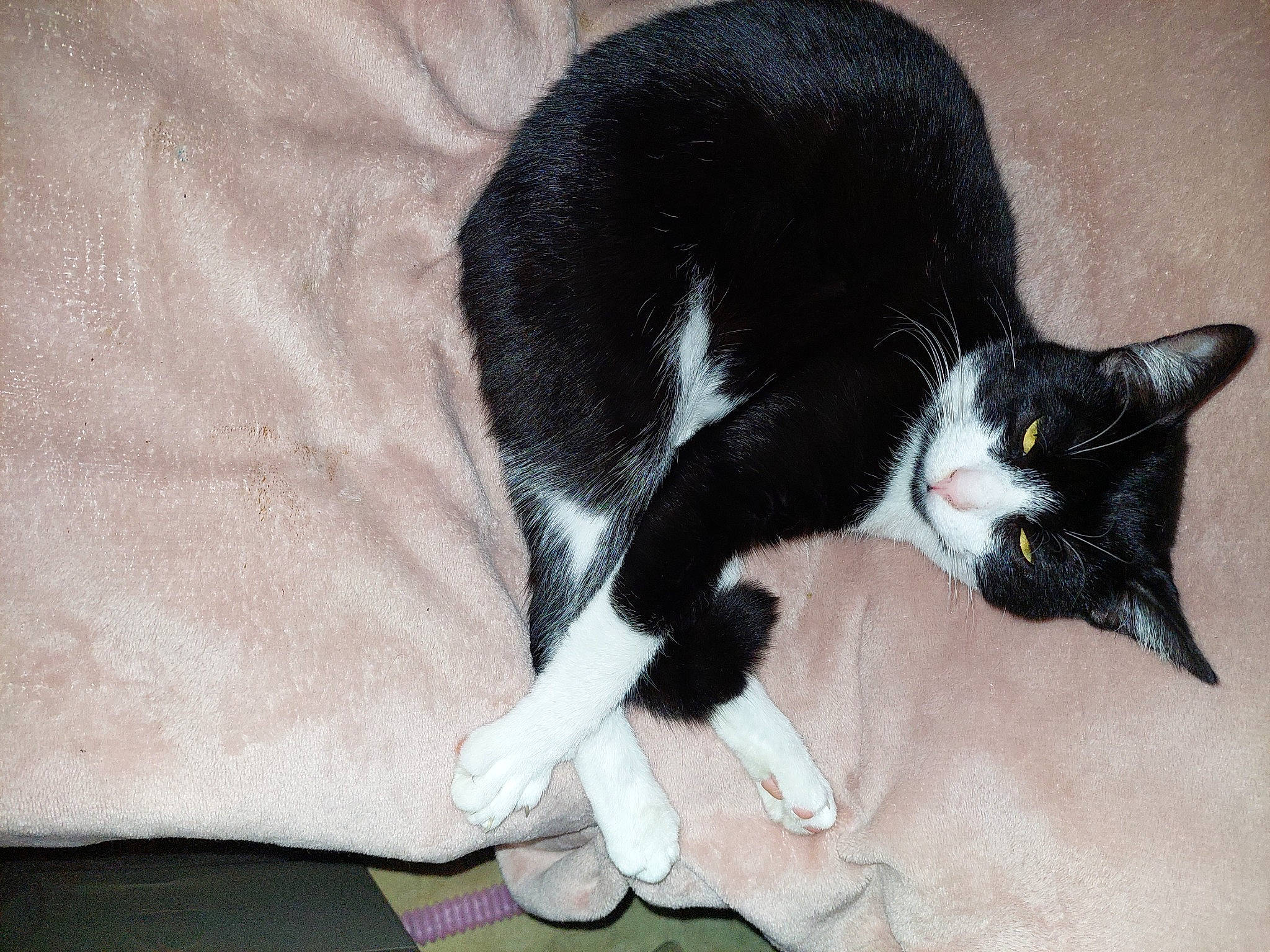 Figaro participe au concours pour gagner de l'argent avec cette photo : black_cat, carnivore, cat, claw, comfort, domestic_short_haired_cat, felidae, flooring, fur, paw, small_to_medium_sized_cats, snout, tail, whiskers