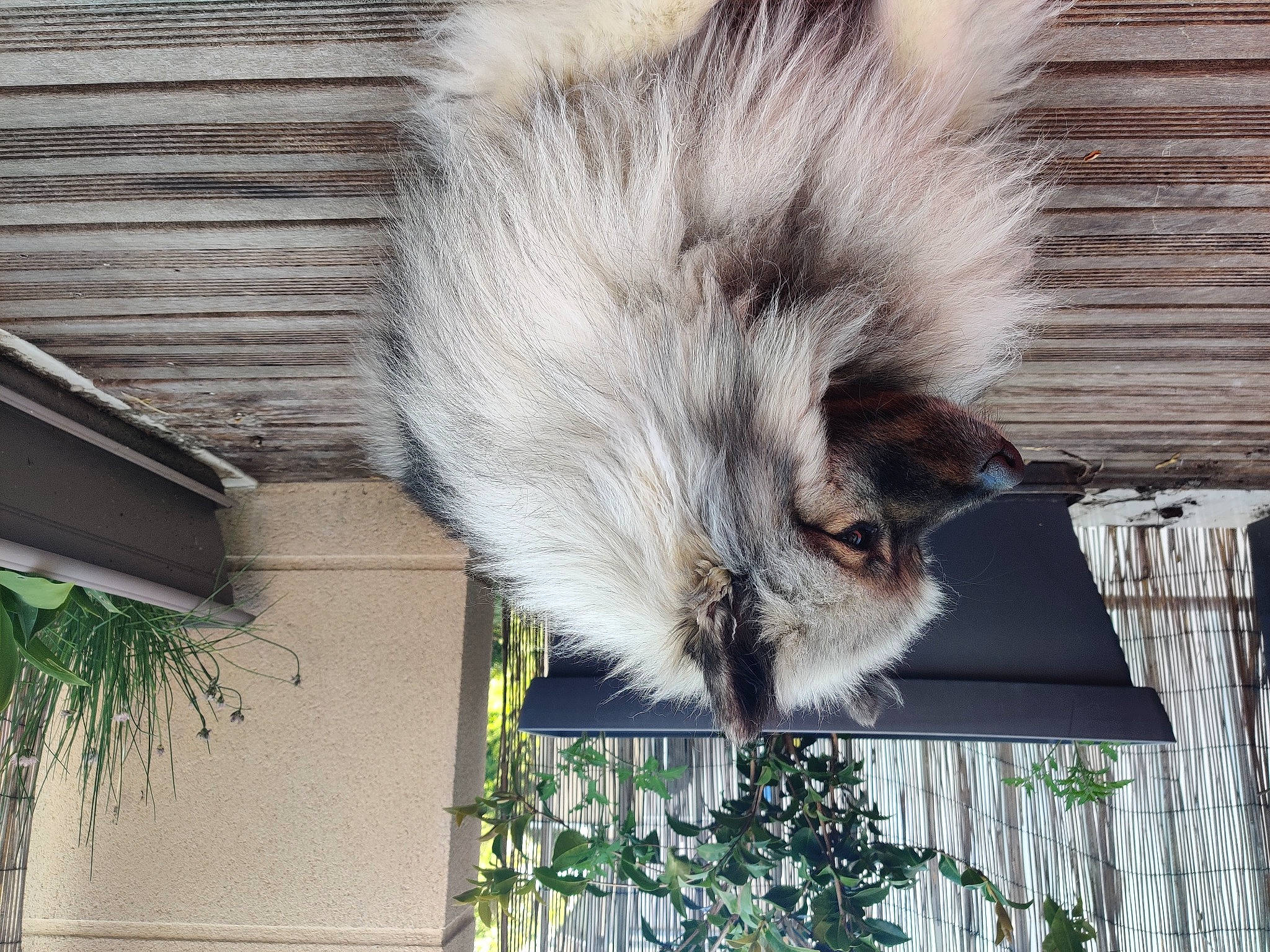 Orka a rejoint le concours — aidez-le/la à gagner de superbes lots ! carnivore, cat, eye, fawn, feather, felidae, fur, grass, house, plant, shade, small_to_medium_sized_cats, snout, tail, terrestrial_animal, tree, whiskers, wildlife, window, wood