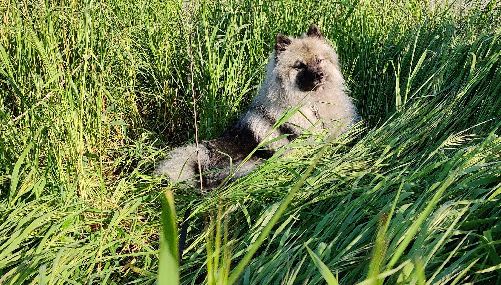 Orka a rejoint le concours — aidez-le/la à gagner de superbes lots ! carnivore, companion_dog, dog_breed, ecoregion, fawn, felidae, field, fur, grass, grass_family, grassland, groundcover, meadow, pasture, plant, prairie, steppe, terrestrial_animal, vegetation, whiskers