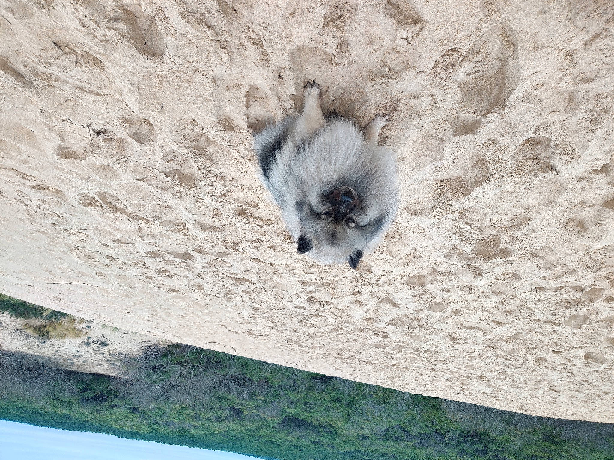 Orka a rejoint le concours — aidez-le/la à gagner de superbes lots ! aeolian_landform, concrete, dog_breed, fur, landscape, plant, rock, sand, sky, soil, terrestrial_animal, tree, trunk, wildlife, wood, working_animal