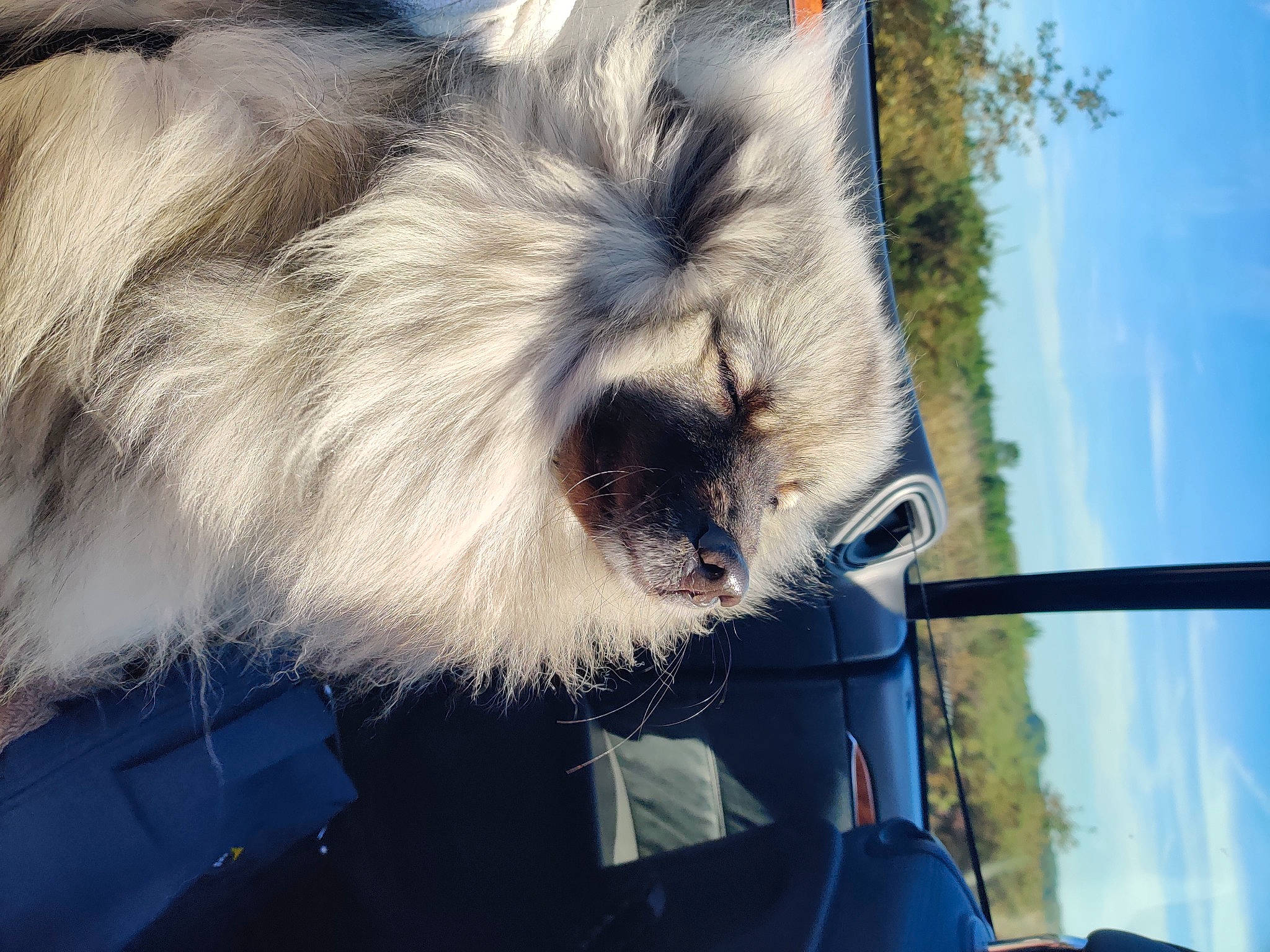 Orka a rejoint le concours — aidez-le/la à gagner de superbes lots ! canidae, carnivore, cloud, companion_dog, dog, dog_breed, electric_blue, eyewear, felidae, fur, german_spitz, sky, small_to_medium_sized_cats, snout, sporting_group, tail, terrestrial_animal, tree, whiskers, working_animal