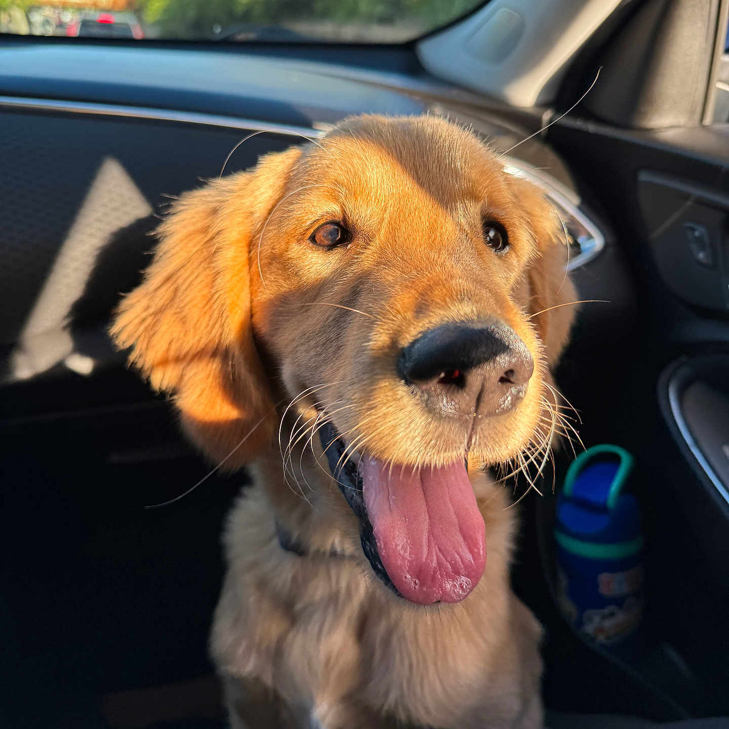 Nala joined the competition — help win amazing prizes! alloywheel, animal, bodypart, canine, car, carwheel, dog, goldenretriever, hound, labradorretriever, machine, mouth, person, pet, puppy, spoke, tire, transportation, vehicle, wheel