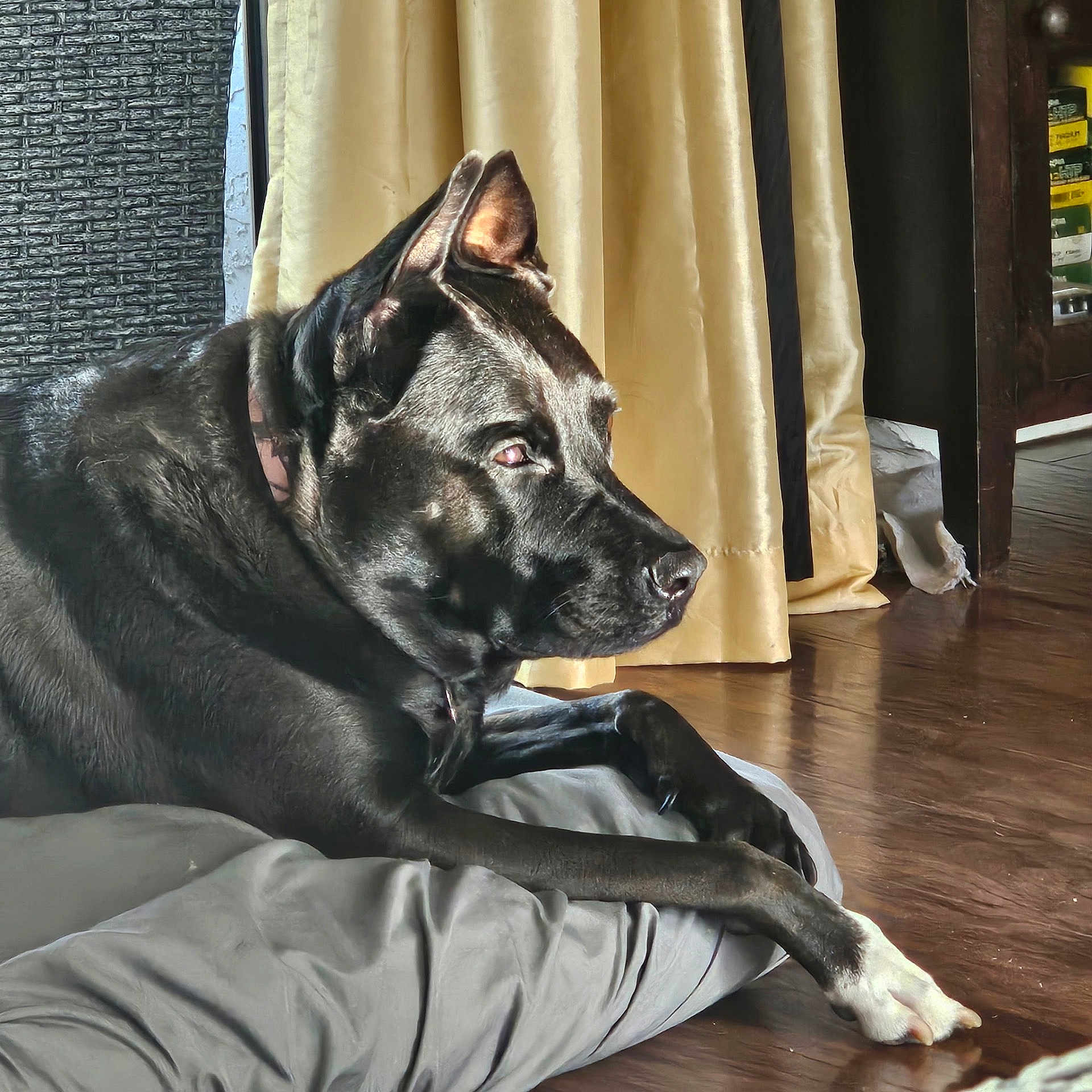 Rona is registered to the contest to win money with this photo: dog, black_dog, pet, indoor, cushion, curtains, wooden_floor, sunlight, relaxed, animal, canine, paw, resting, household, furniture, domestic, companion, looking_away, calm, side_view